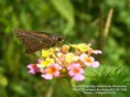 /album/beautiful-butterflies/butterfly-14-photograph-by-shantanu-kuveskar-jpg/